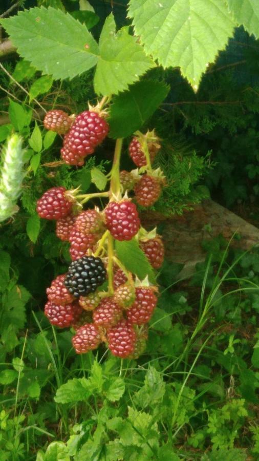 مبيت وإفطار Montendre Montplaisir المظهر الخارجي الصورة